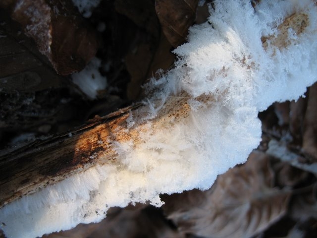 2007 11 Etangs de Hollande 18